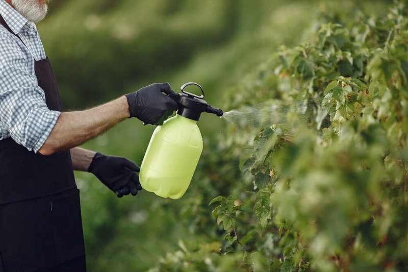 Файл:Farmer-spraying-vegetables-garden-with-herbicides-man-black-apron 1157-39707.jpg